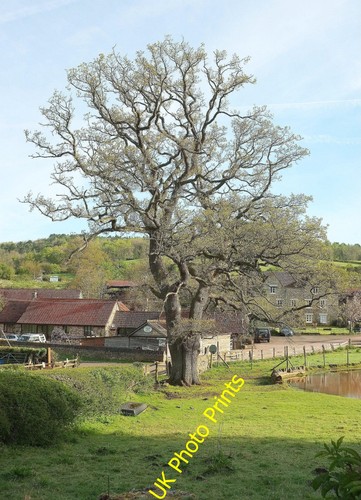 Photo 12x8 oak - photo, gatcombe