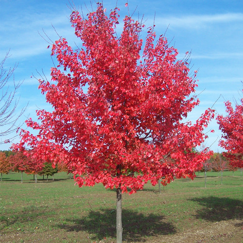 Acer rubrum summer red - red', |