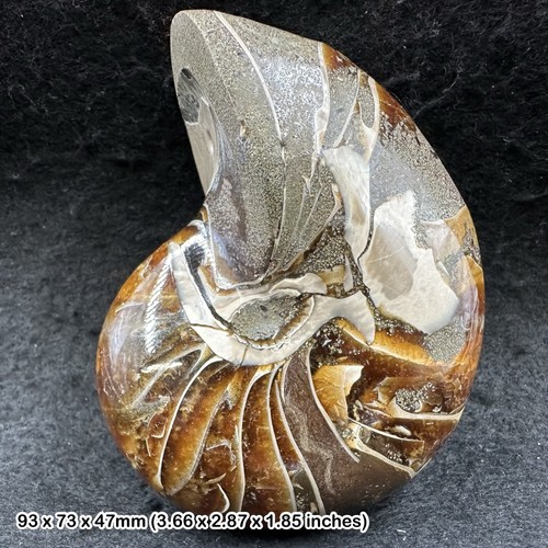 Nautilus fossil marine animal - nautilus,