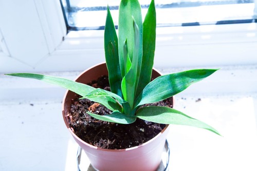 Yucca gigantea spineless - yucca,