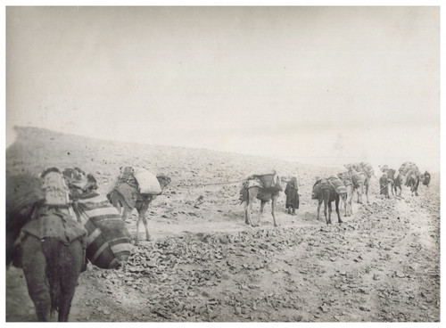 Persia camel caravan - persia,,