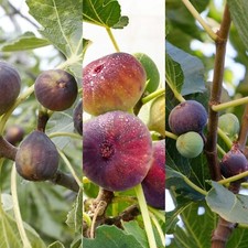 Ficus fig tree mix plants - ficus,