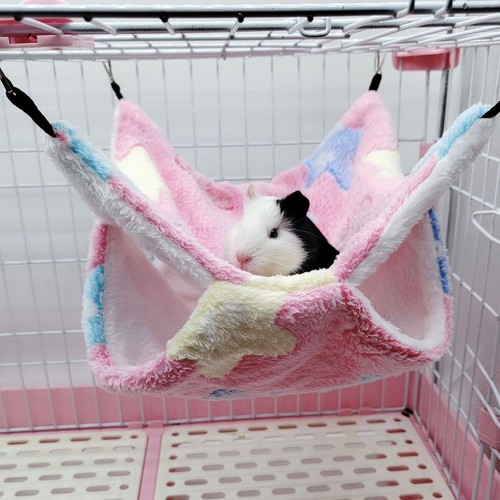 Layer hamster hanging - layer,