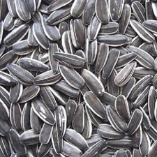 STRIPED SUNFLOWER bestpets dark seed wild bird food pet high energy garden feed