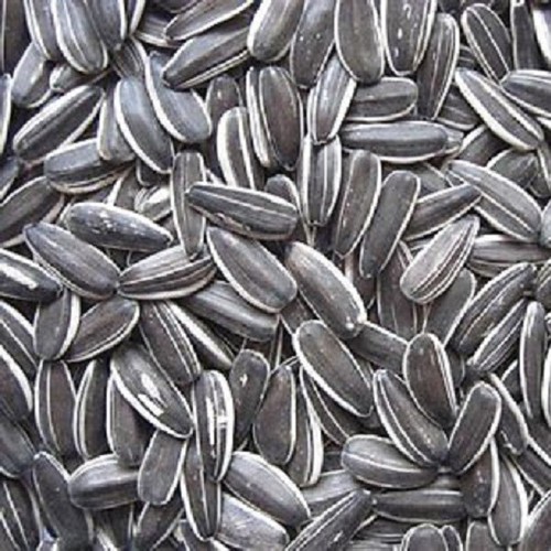 Striped sunflower bestpets - sunflower,