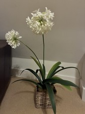 Fake Potted Agapanthus Plant