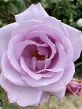 Climbing BLUE MOON Gorgeous