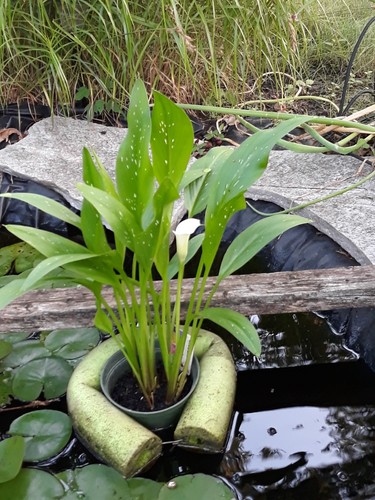 Calla lily white zantedeschia - lily, white/zantedeschia
