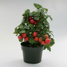 4x Tiny Tim Dwarf Tomato Plug