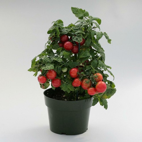 Tiny tim dwarf tomato - tim, plug