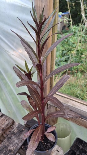 Organic lobelia queen - organic, ‘queen
