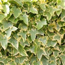 Hedera helix 'Goldchild'