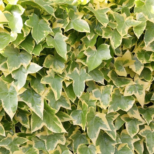 Hedera helix goldchild - helix, 'goldchild'