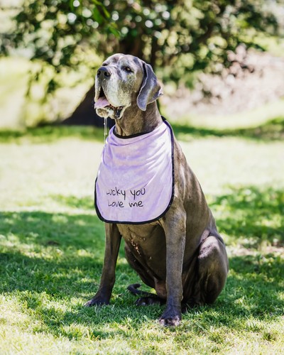 Drool defender dog bib - dog, for