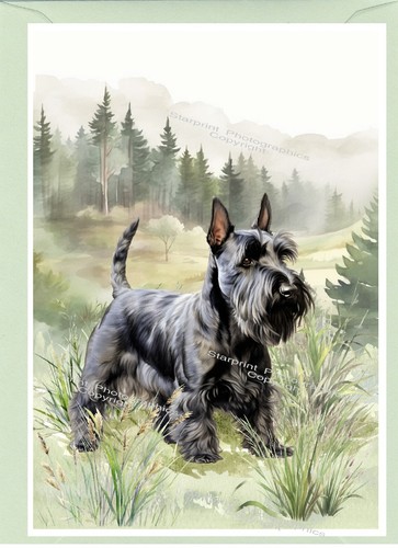 Scottish terrier scottie dog - /,