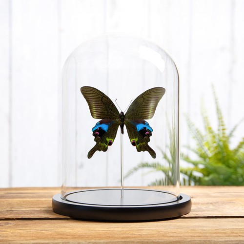 The blue peacock butterfly - peacock,