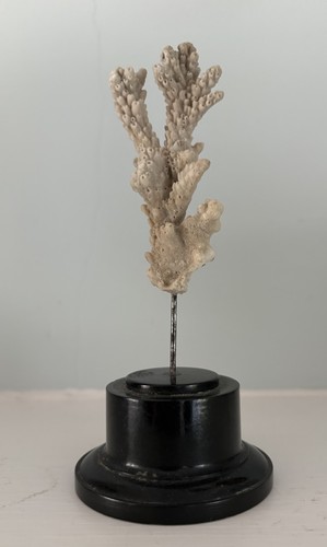 Antique coral specimen - antique, on