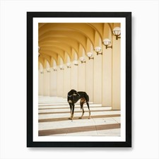 Saluki Puppy - Abu Dhabi Mina