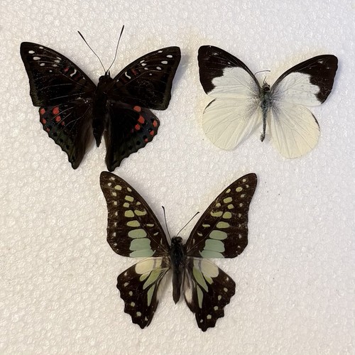 Entomology butterfly specimen - entomology,
