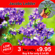 Jacobs Ladder Polemonium Blue