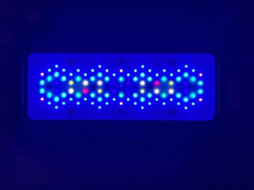 Radion xr30 blue with - radion, g5