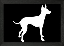 English Toy Terrier Framed