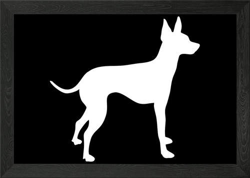 English toy terrier - english, framed