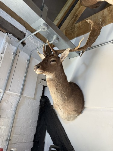 Fallow stag colin dunton - stag,