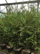 Thuja Plicata Gelderland Red