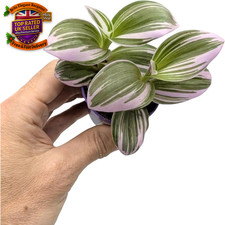 Tradescantia Nanouk - Fantasy