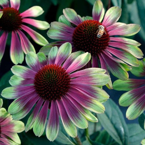 Echinacea sweet sandia - echinacea, sandia’