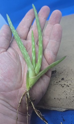 Medicinal aloe vera - medicinal,