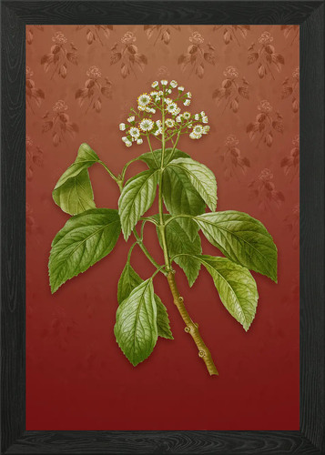 Vintage climbing hydrangea - vintage,