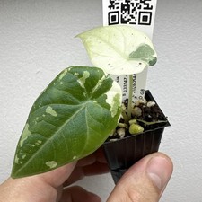 Alocasia Maharani Variegata -