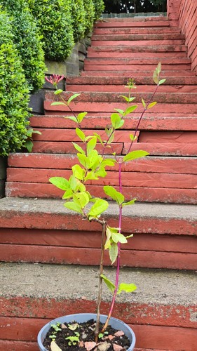 Honeysuckle climbing plant - honeysuckle,