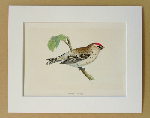 Mealy redpoll charles - mealy, bree