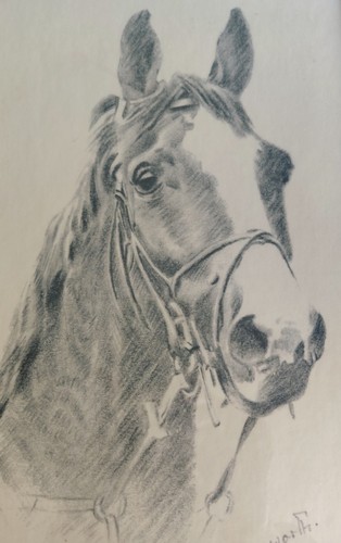 Horse head drawing softee - mr,
