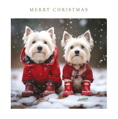 Charity christmas westie - westie, dog