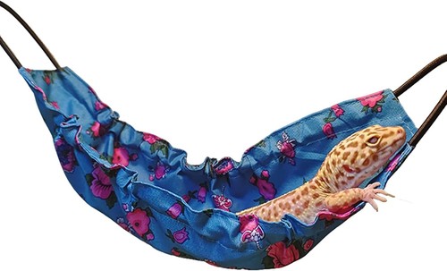 Lizard hammock bearded - lizard, hammock,