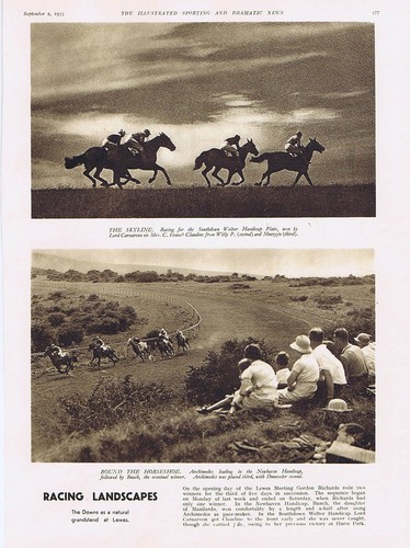 Horse racing view - horse, the