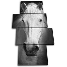 Horse Black White Animals