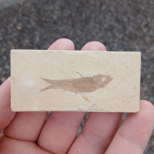 Knightia fossil fish green - fossil,