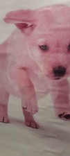 5ft By 4ft Pink Labrador Puppy  Poster The Writing Is On The Very Bottom
