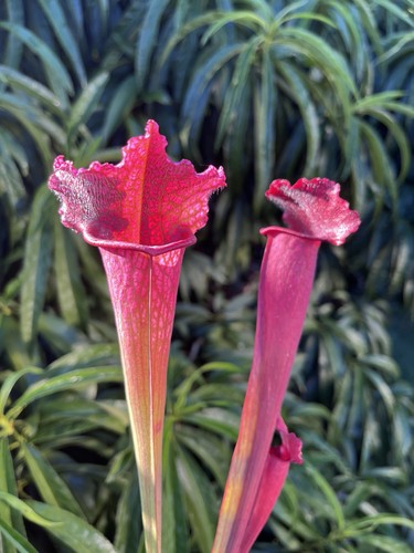 Sarracenia juthatip - sarracenia, ‘juthatip