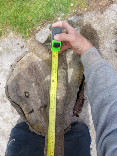 Woodturning blank laburnum log - woodturning,