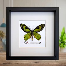 Ornithoptera Ornithoptera