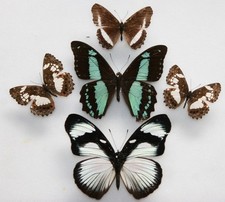 Real Butterfly specimens X5