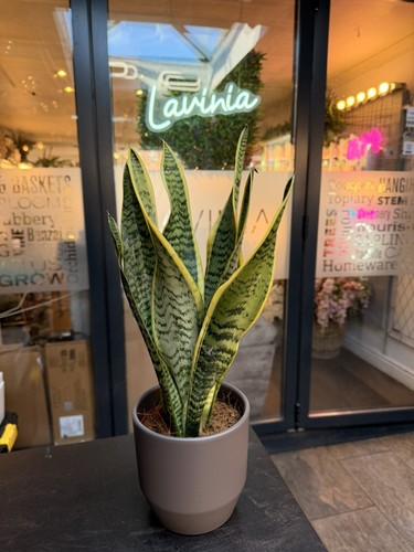 Sansevieria snake plant - sansevieria,