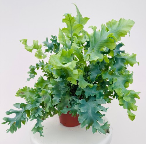 Phlebodium aureum davana - phlebodium,