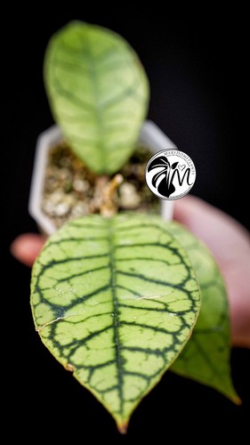 Hoya callistophylla - hoya,